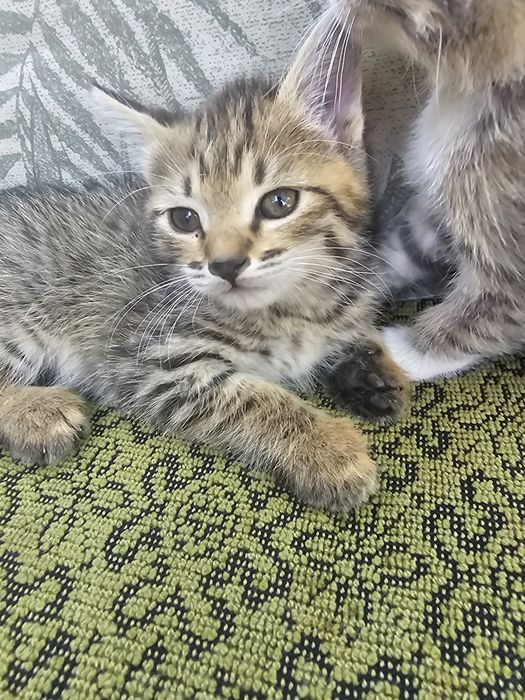 Отдам котят бесплатно