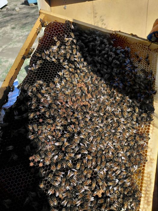 Асалари оиласи сотилади