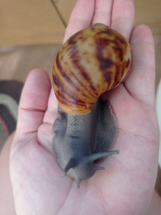 Овумы сильверы ( греи). Улитки