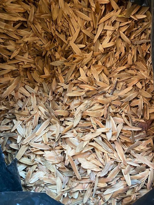 Лола дарахт уруғ