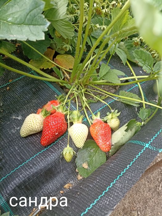 Продам рассаду клубники