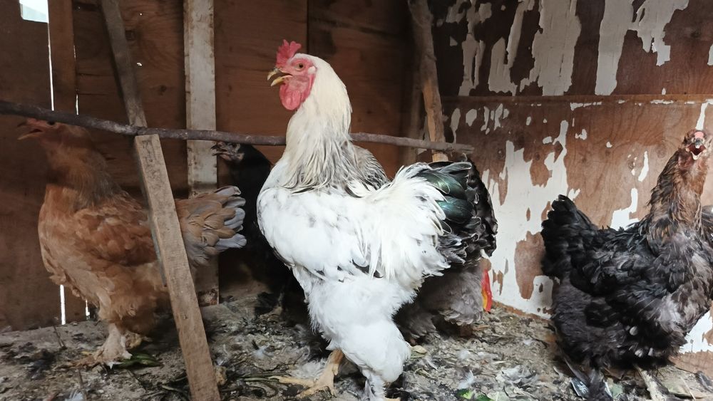 Tovuqla sotiladi narxirini telda gaplawamiz