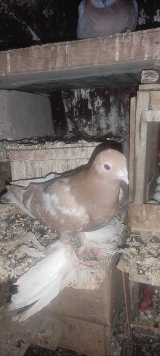 Голуби в продаже имеются