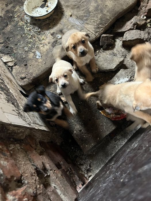 Кученца пинчери