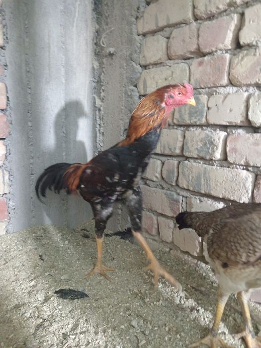 Дакан тухуми сотилади