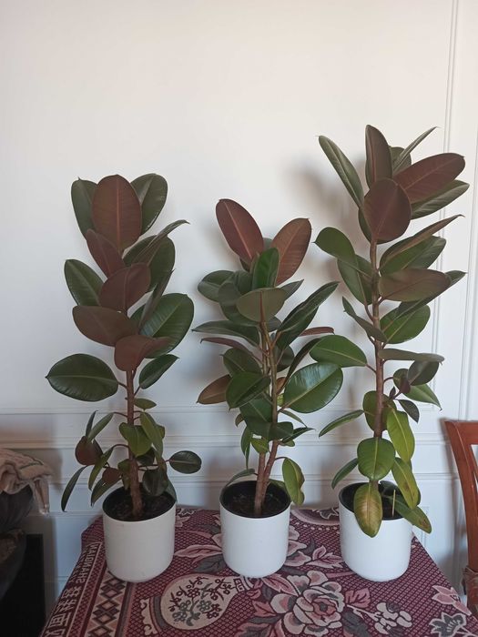 Фикус Робуста 1 шт.