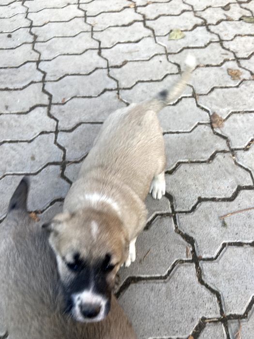 Щенки в хорошие руки