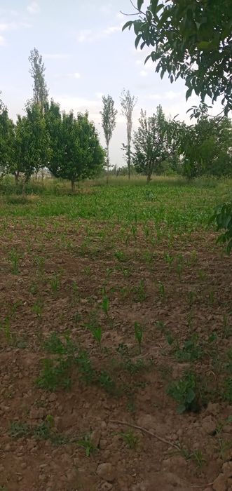 Quruq yer sotiladi 23 sotxli.