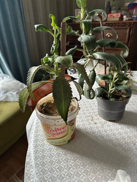 Каланхоэ лечебное