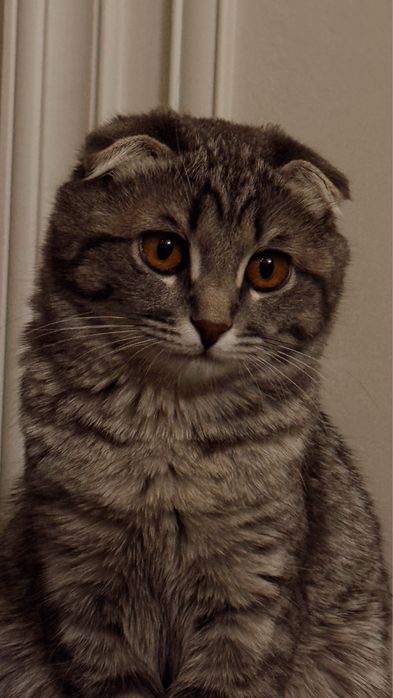Продам шотладскую кошку