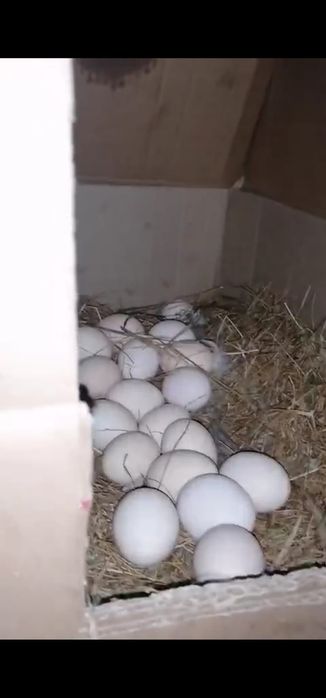 Продаются куры несушки