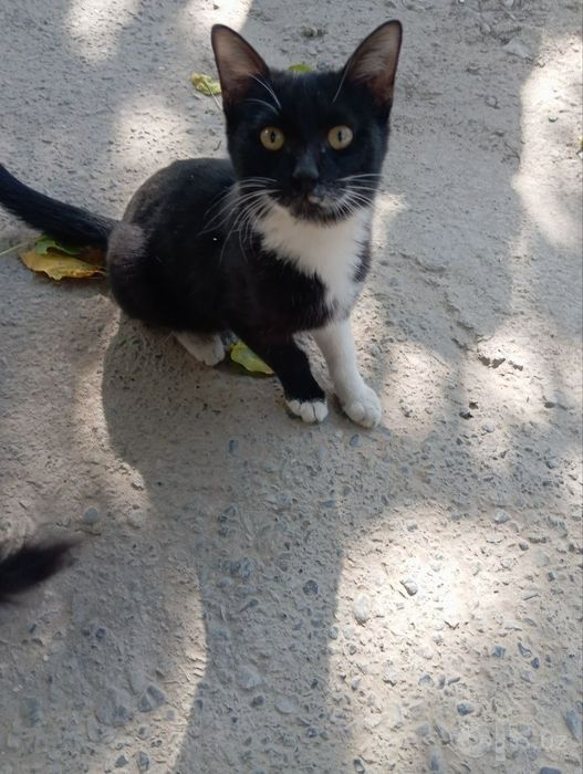 Ласковый котик бесплатно