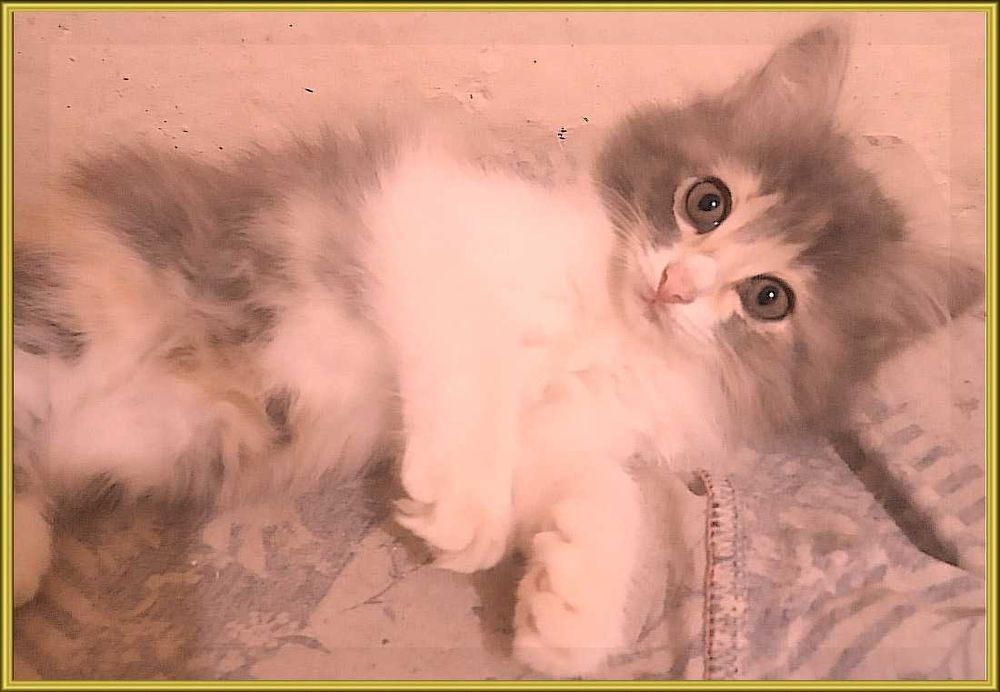 котята в хорошие руки