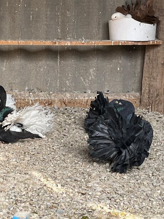 Павлины пара Жуков