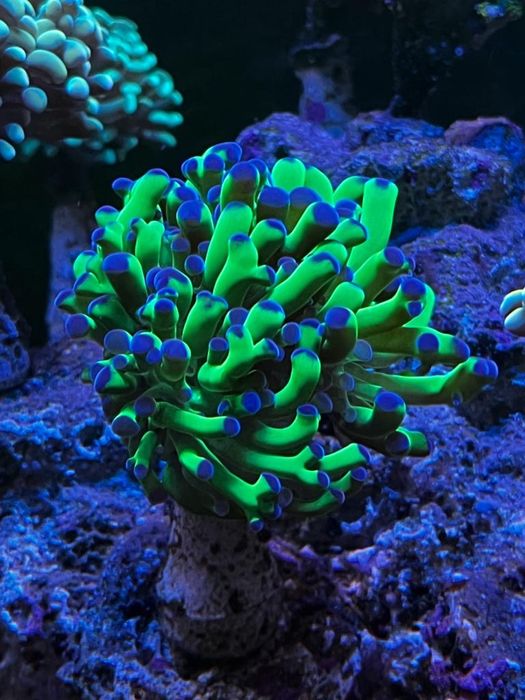 Кораллы. Море. Эуфилии. Монтипоры.