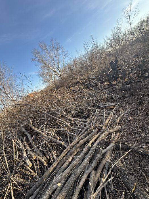 Дрова бесплатно