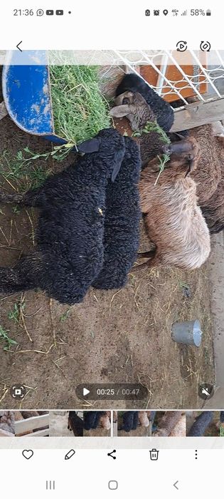 Қозылы қойлар сатылады.