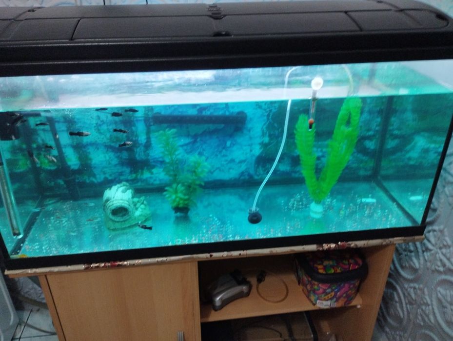 Acvariu pești 180 litri cu toate dotările necesare