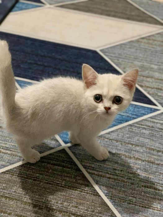 британская кошка
