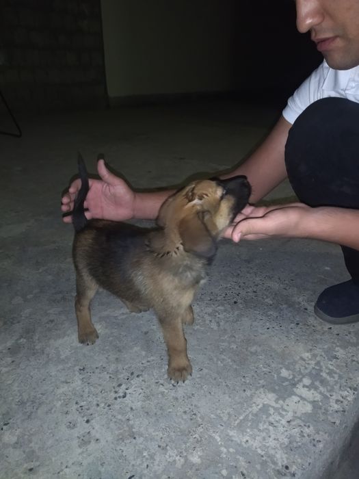 Malinua 2 oylik Samarqandda erkak