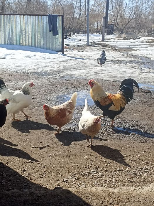 Инкубационный яйца