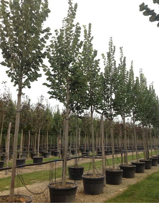 Plante ornamentale de orice specie la pret minim garantat cluj