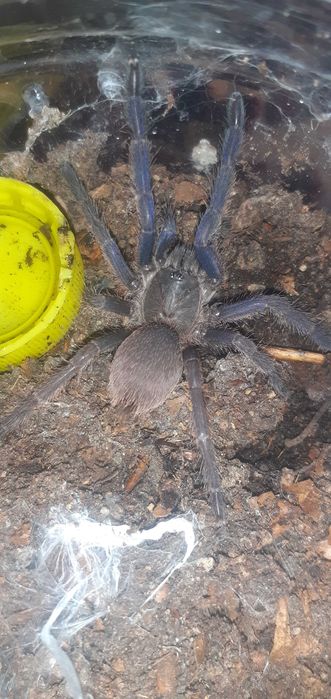 Tarantule Chilobrachys Albastru Vietnam