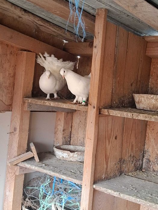 Gaini brahma HD,rate lesesti ciocolatii,porumbei voltati