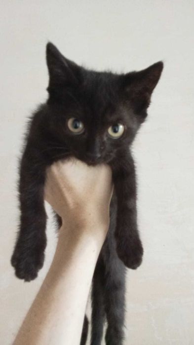 Отдам котят в хорошие руки