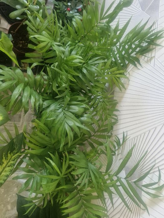 Домашние цваты дешевле