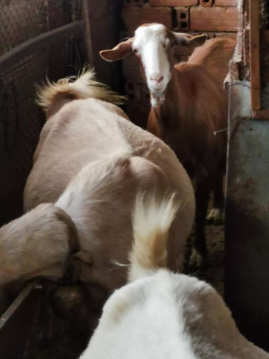 8 млади Кози Бяла слатина