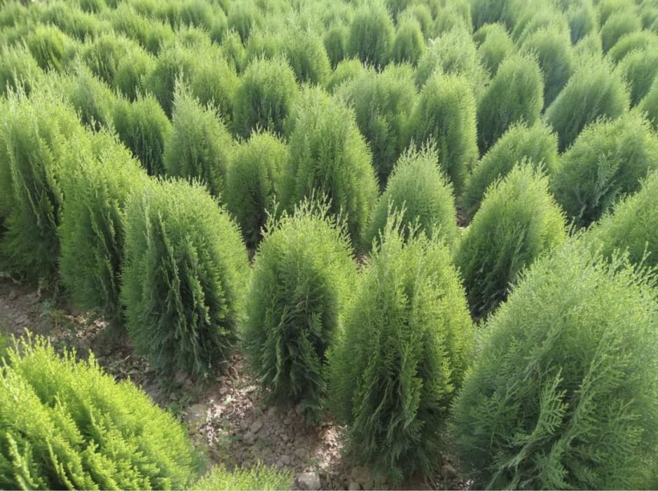 Саженцы туя сосна можжевельник Юка тополь саженцы Роза