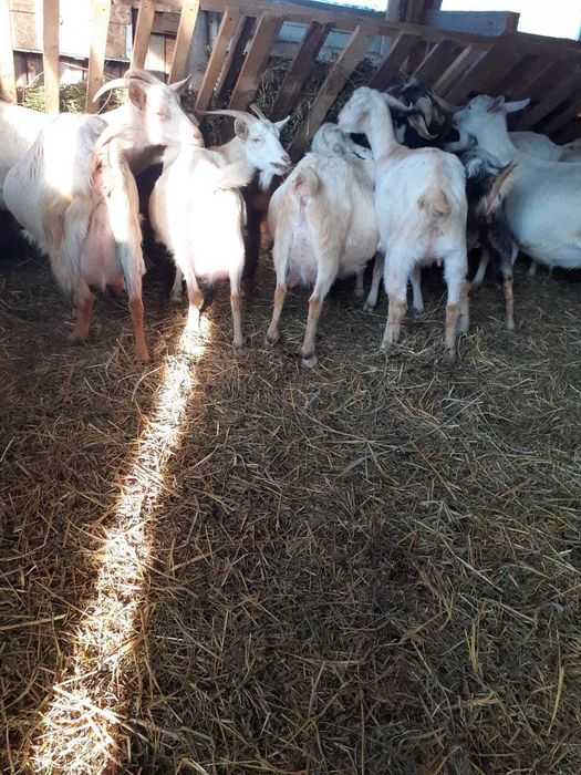 Capre de vanzare (30-35) Sunati pentru detalii.