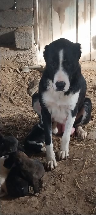 Жаксы итын кушыктеры