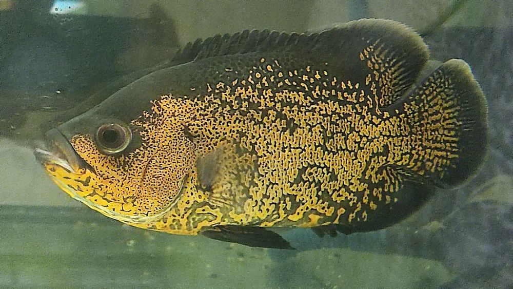 Продам оскар подросток