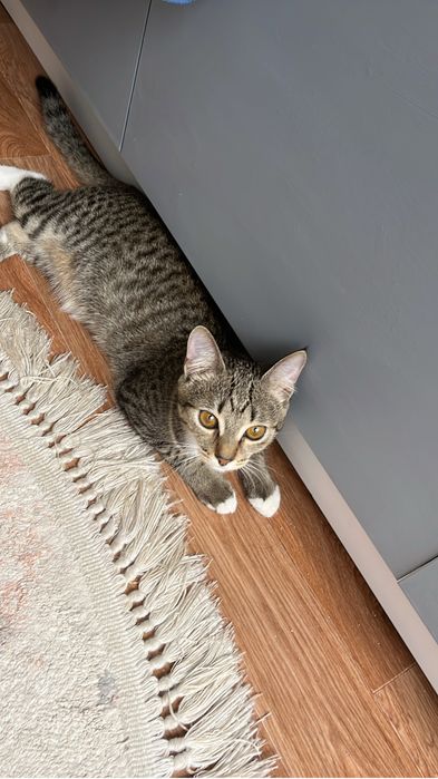 Отдадим любимого котика в добрые, любящие руки!
