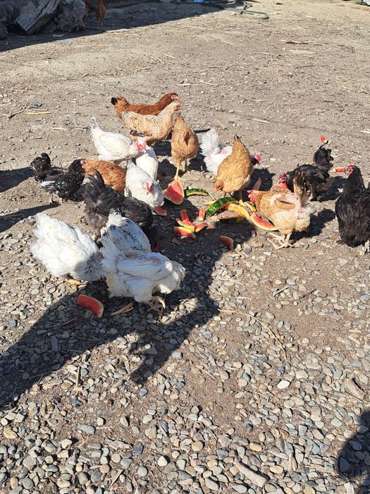 Găini si Cocoși de vânzare