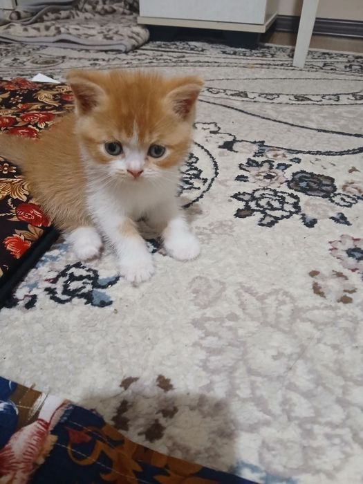 Котята . Mushukchalar