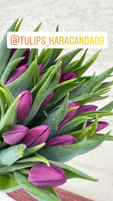 Голландские тюльпаны оптом