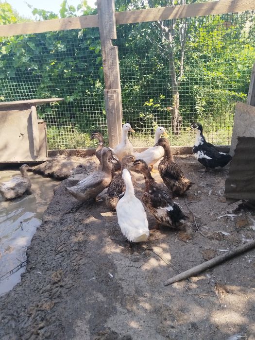 Продам молодых уточек