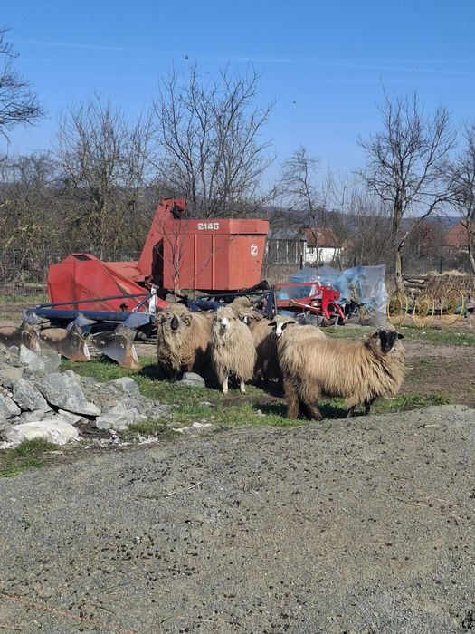 Vând oi țurcane.