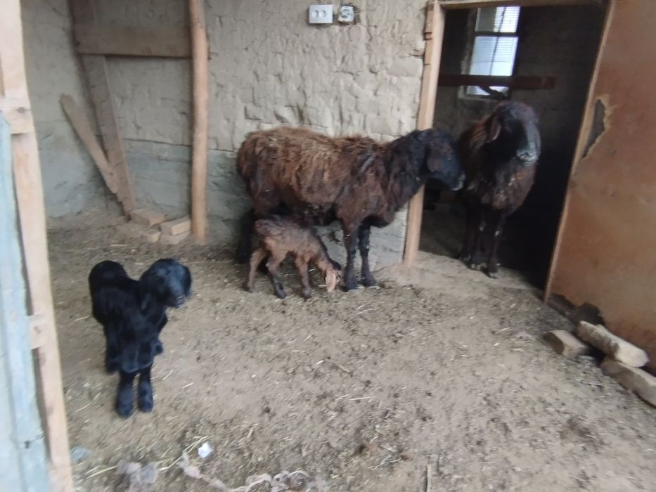 Қозылы қойлар сатылымда