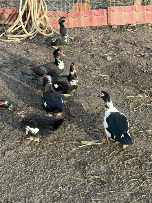 Rate mute de vanzare