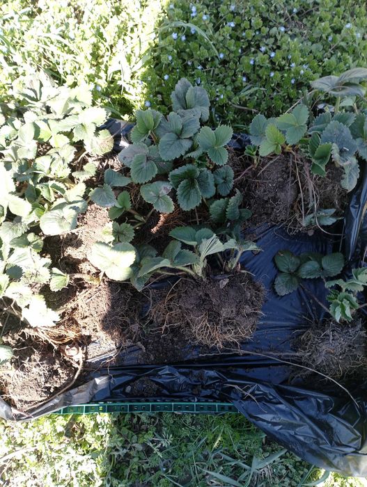 Ягоди разсад сорт Азия 1 лв