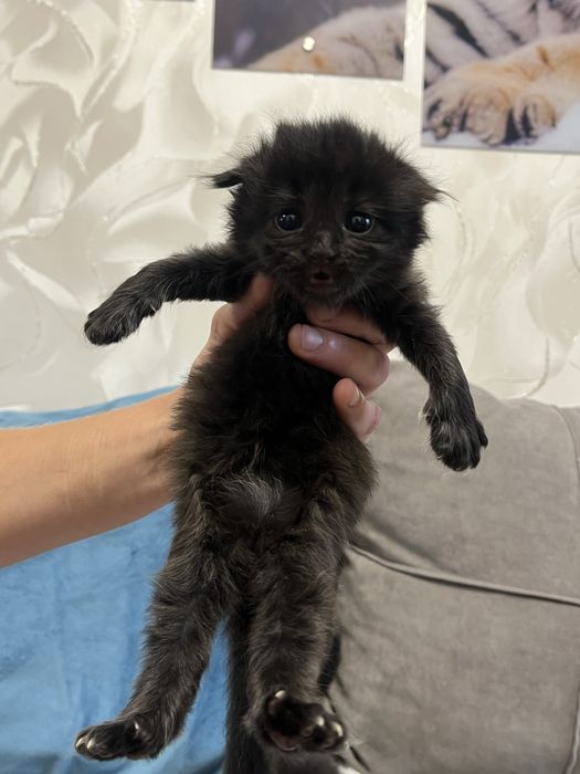 Котята шотландцы веслоухие