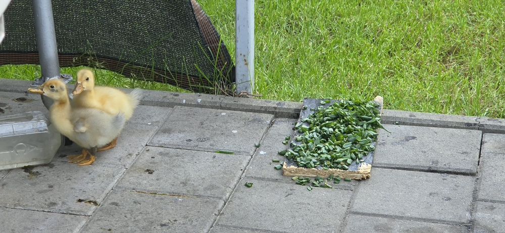 2 pui de rata de 3 saptamani