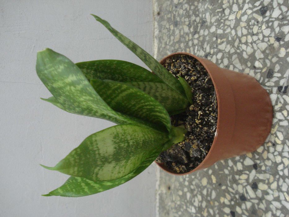 Традесканция, Сансевиера, Кактус, Калатея Розеопикта