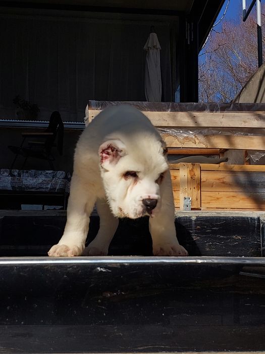 Продаётся алабай