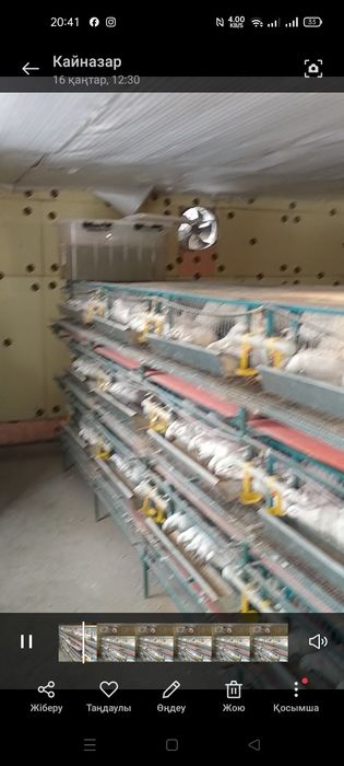 Клетки для перпелов