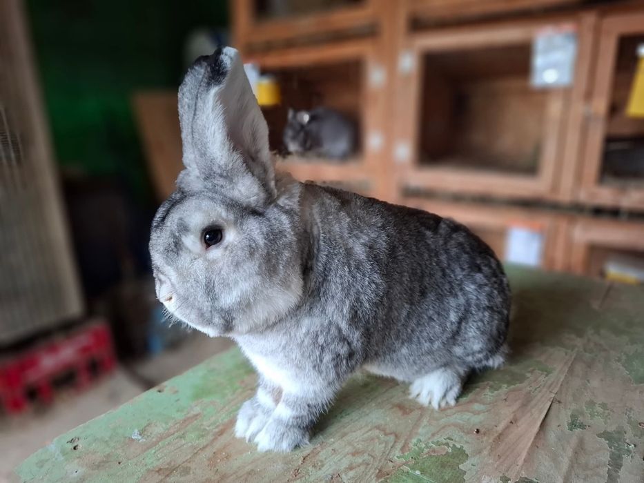 Iepuri de toate vârstele